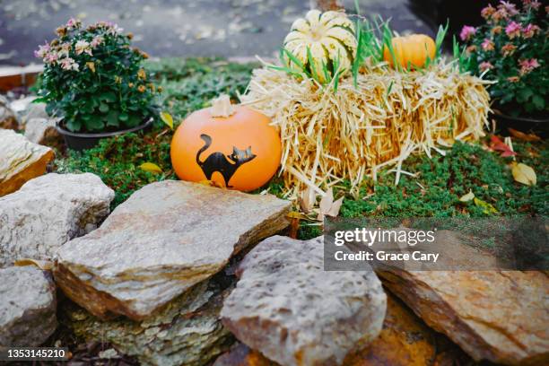 pumpkin cat decor in domestic garden - a fall from grace - fotografias e filmes do acervo
