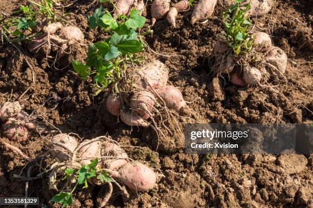 sweet yam vegetable in the field - yam stock pictures, royalty-free photos & images