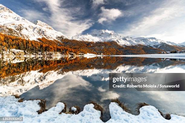 larch trees reflected in the frozen lake, switzerland - autumn frost stock pictures, royalty-free photos & images