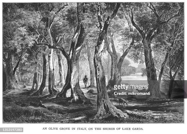 old engraved illustration of an olive grove in italy, on the shores of lake garda - grove_(nature) stock-fotos und bilder