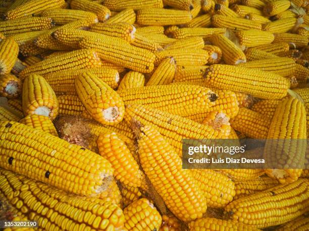 One Corn Stack 2,214 Corn Stack Stock Photos, High-Res Pictures, and Images - Getty Images