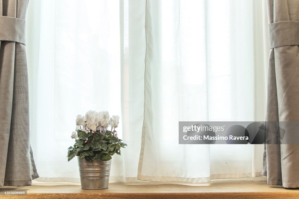 Clean Home Environment Window Sill High-Res Stock Photo - Getty Images