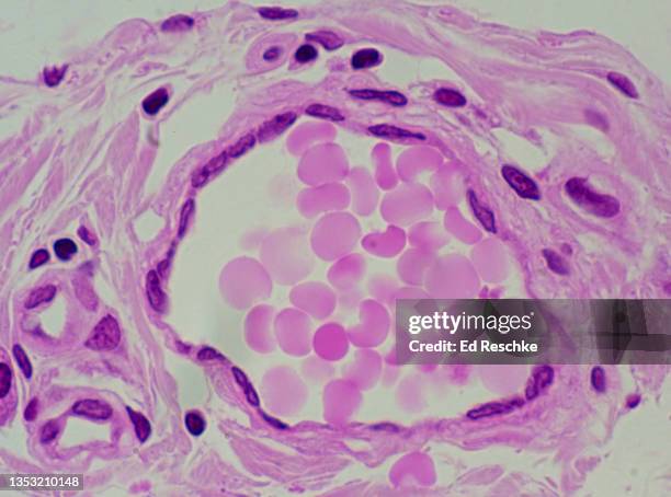 Lumen In Bio White Blood Cell Histology Photos and Premium High Res Pictures - Getty ...