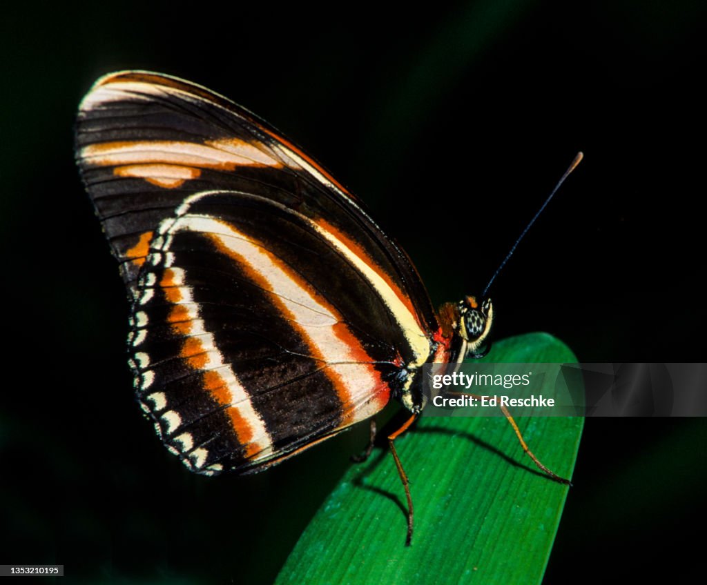 BANDED ORANGE HELICONIAN (Dryadula phaetusa) BATESIAN MIMICRY