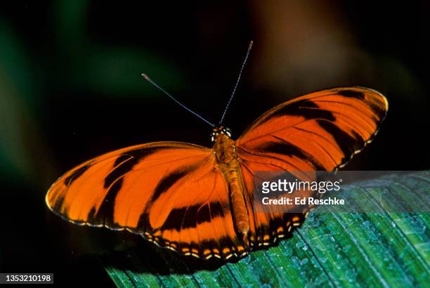 banded orange heliconian butterfly (dryadula phaetusa) batesian mimicry - banded orange heliconian butterfly stock pictures, royalty-free photos & images
