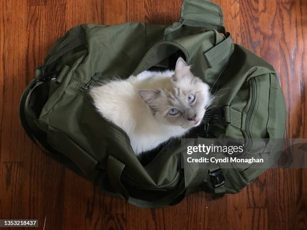 cat hiding in a duffle bag ready to go on vacation - gymtas stockfoto's en -beelden