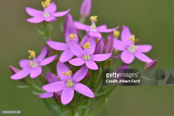 wildblume - wildblume stockfoto's en -beelden