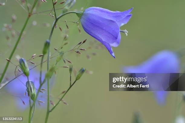 wiesenglockenblume - campainha família do lírio - fotografias e filmes do acervo