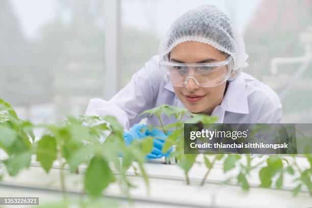 hydroponics farm,agricultural  researchers,or worker testing and collect data from lettuce organic hydroponic at greenhouse farm garden. - onderzoeksfaciliteit stockfoto's en -beelden