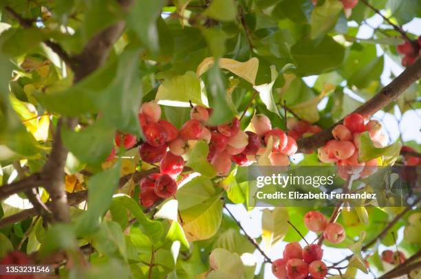 clusters of ripe red syzygium jambos wax apples growing on tree - water apples stock pictures, royalty-free photos & images