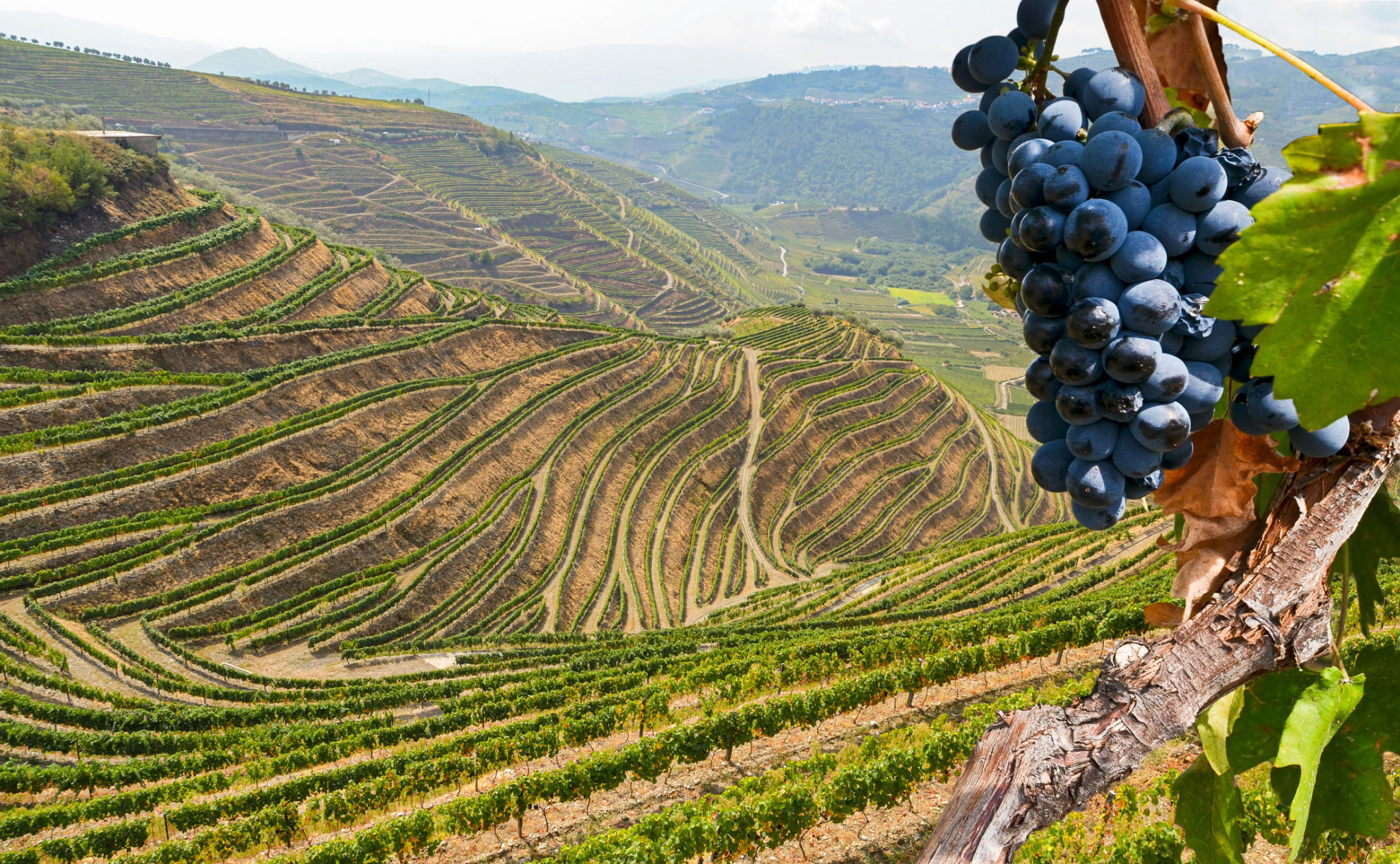 porto vineyards