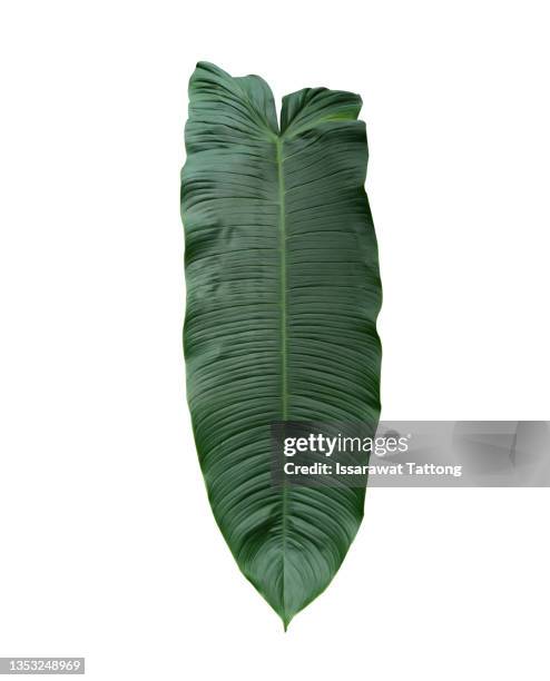 anthurium veitchii leaf isolated on white background - veitchii stock pictures, royalty-free photos & images