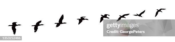sequential series of a cormorant in flight - double crested cormorant stock illustrations