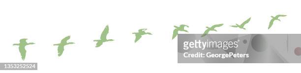 stockillustraties, clipart, cartoons en iconen met sequential series of a cormorant in flight - sequential series