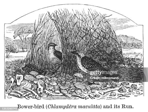 old engraved illustration of spotted bowerbird (chlamydera maculata) - masked weaver bird stock pictures, royalty-free photos & images