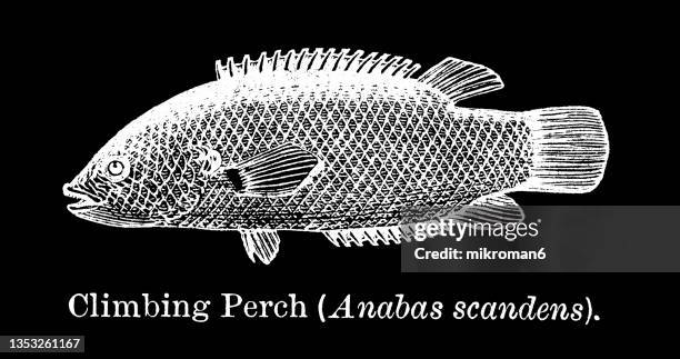 old engraved illustration of the anabas fish, climbing perch (anabas scandens) - sea life illustration stock pictures, royalty-free photos & images