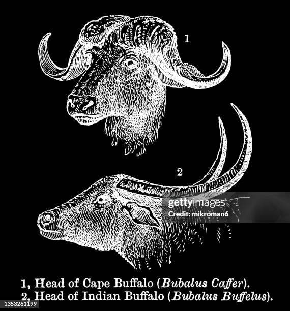 old engraved illustration of heads of cape buffalo (bubalus caffer) and indian buffalo, the water buffalo (bubalus buffelus) - an ox stockfoto's en -beelden