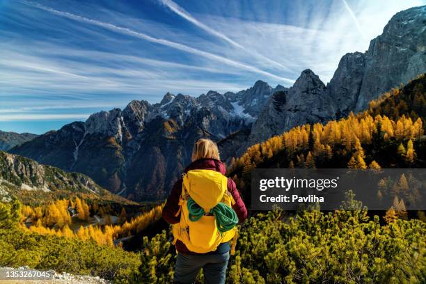 a mature woman walks and enjoys the golden colors on the sleme mountain below the jalovec mountain,gorenjska, julian alps, slovenia, europe - lärkträdslsäktet bildbanksfoton och bilder