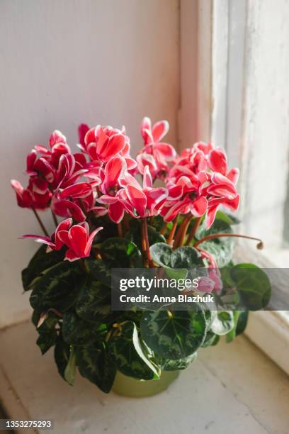 home plant, blooming pink cyclamen in pot on window sill. - alpenveilchen stock-fotos und bilder