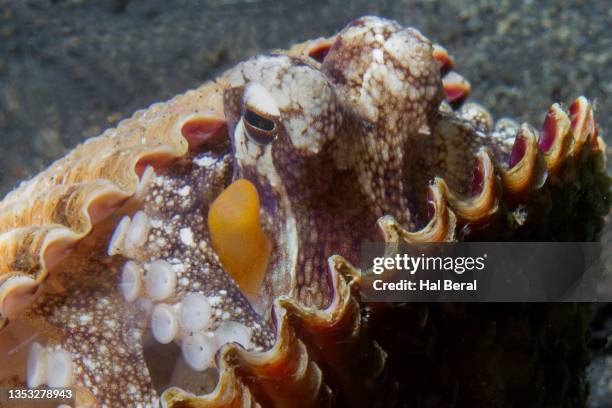 Octopus In A Shell 13 Coconut Octopus Hiding In Shell Stock Photos, High-Res Pictures, and ...