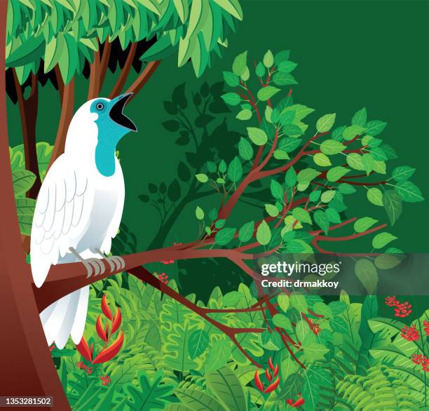 bare-throated bellbird and tropical forest - amazon stock illustrations