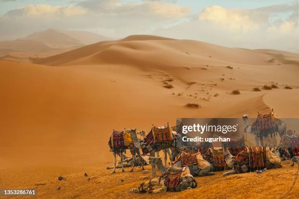 caravan of camels resting in the desert. - entourage stock pictures, royalty-free photos & images