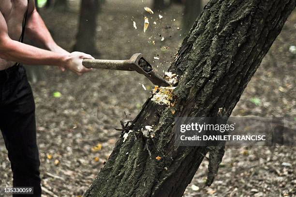 man cutting tree - bijl stockfoto's en -beelden