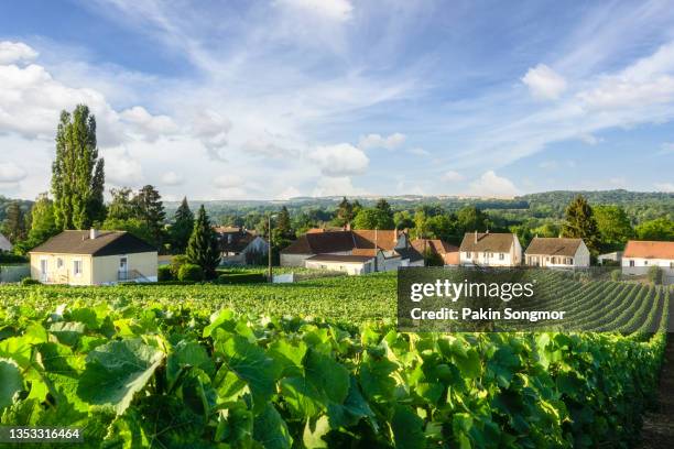 row vine grape in champagne vineyards at montagne de reims, reims, france - bordeaux wine - fotografias e filmes do acervo