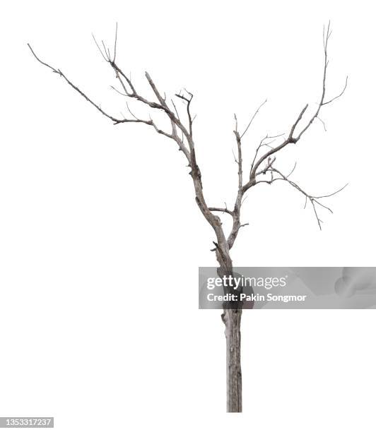 bare tree against isolated on white background, clipping path - hot spring bildbanksfoton och bilder