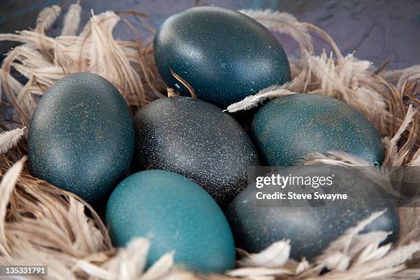 emu eggs - émeu photos et images de collection