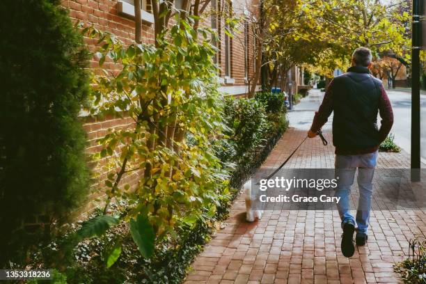 man walks down sidewalk with his coton de tuléar - a fall from grace - fotografias e filmes do acervo