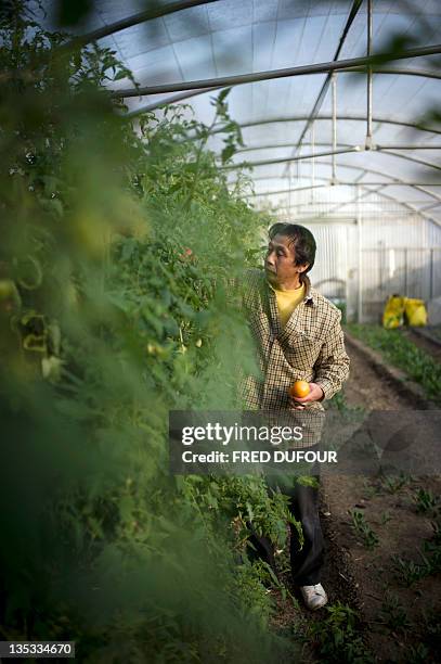 Japan's Asafumi Yamashita, who owns a vegetable garden and table d'hotes, poses on November 16, 2011 in Chapet, outside Paris, in a greenhouse of his...