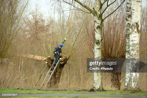 pruning a pollard willow - pollard willow stock pictures, royalty-free photos & images