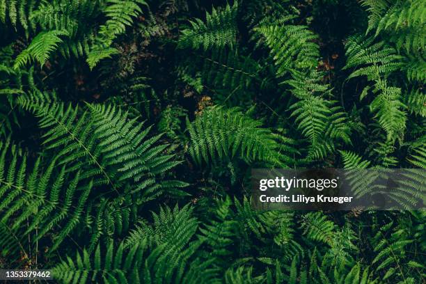 wild fern background - farn stock-fotos und bilder