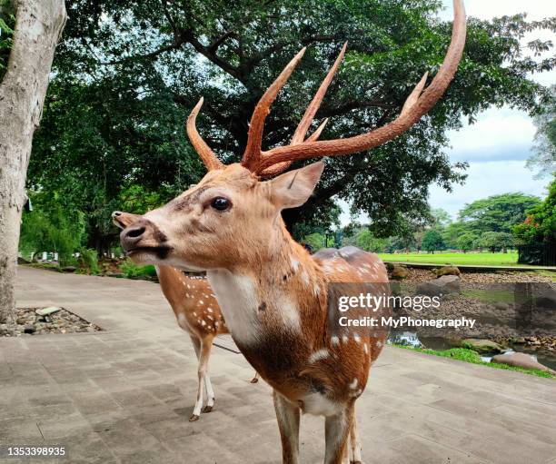Java Ouse Deer Java Deer Photos and Premium High Res Pictures - Getty Images