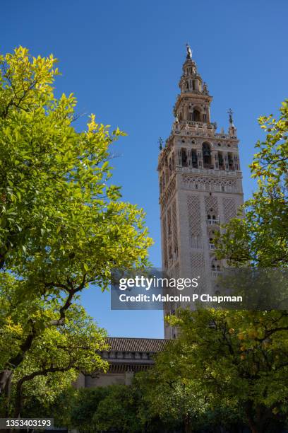 la giralda, seville cathedral (catedral de santa maría de la sede) - seville cathedral stockfoto's en -beelden