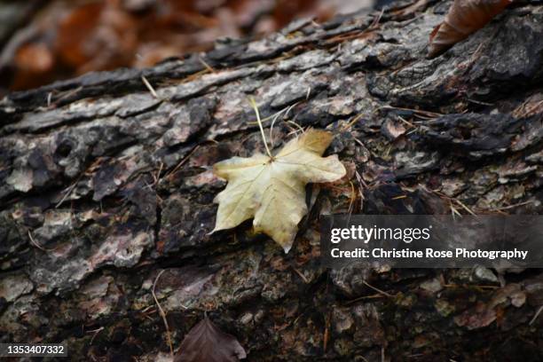 leaf on a log - fallen tree stock pictures, royalty-free photos & images