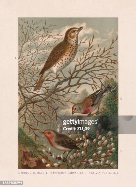 passeriformes: song trush, linnet and robin, chromolithograph, published in 1887 - willow tree stock illustrations