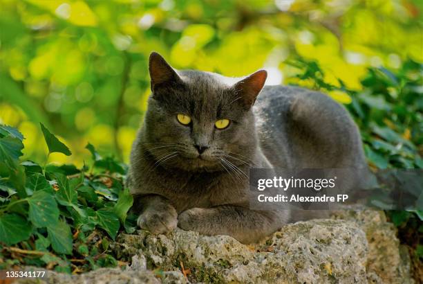 chartreux cat on stone - chartreux cat stockfoto's en -beelden