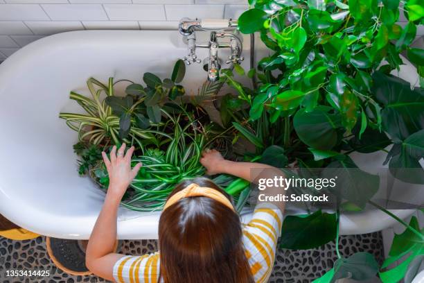 houseplants in the bath - 室內植物 個照片及圖片檔