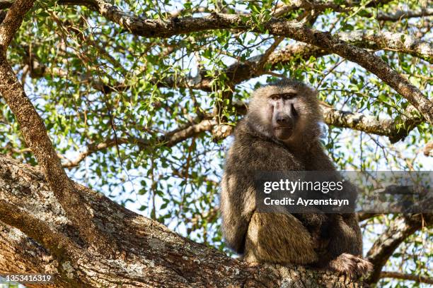 baboon on the tree at wild - baboon stock pictures, royalty-free photos & images