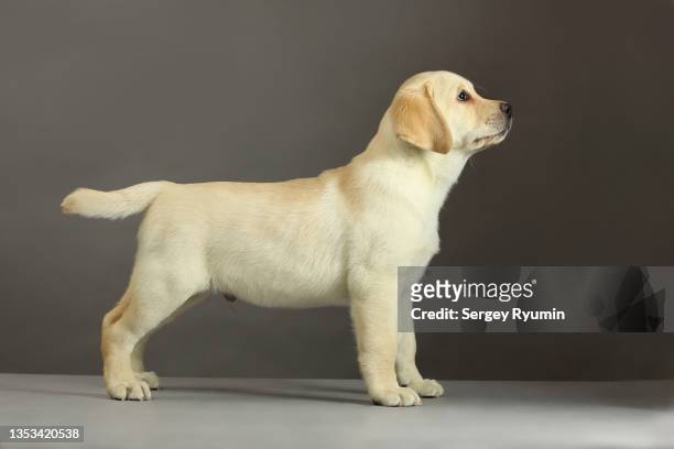 labrador retriever puppy - yellow labrador retriever stock pictures, royalty-free photos & images