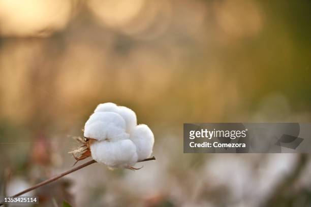 close-up of single cotton ball - cotton fotografías e imágenes de stock