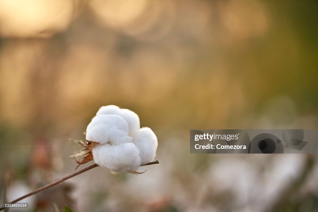 Close-up of Single Cotton Ball