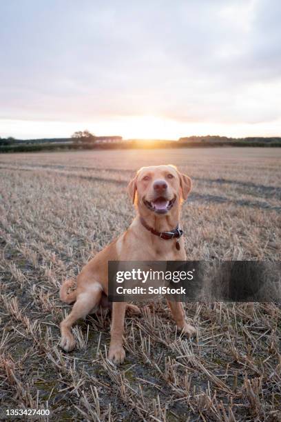 sunrise dog walk - labrador retriever stock pictures, royalty-free photos & images