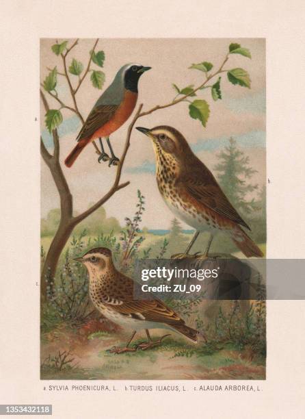 passeriformes: redstart, redwing and woodlark, chromolithograph, published in 1887 - lullula arborea stock illustrations