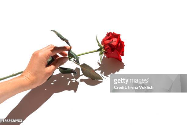 close-up female hand  with  red color rose flower with green leaves and shadow on white background. - single rose ストックフォトと画像