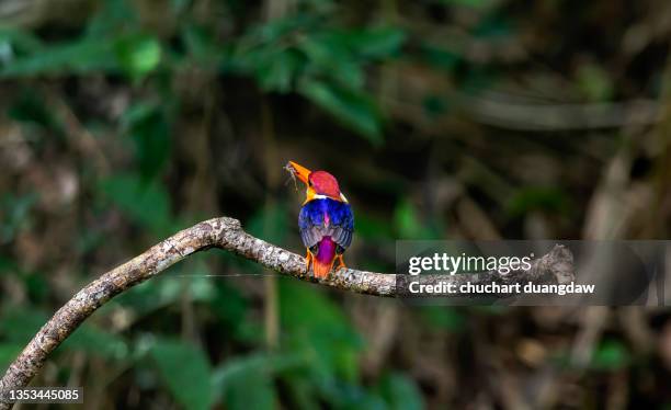 oriental dwarf kingfisher also known as the black-backed kingfisher or three-toed kingfisher (ceyx erithaca) is a species of bird in the alcedinidae family - black bird with orange beak stock pictures, royalty-free photos & images