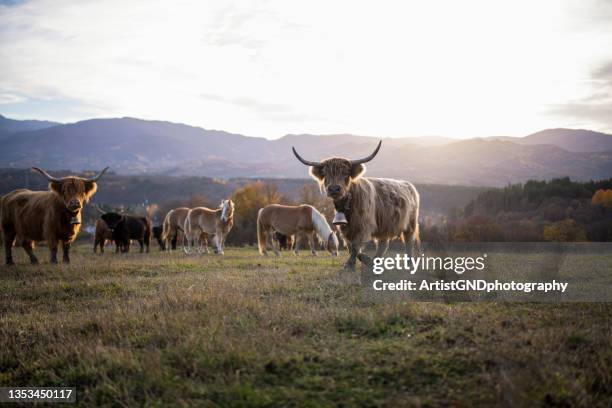 highland cattles in dairy farm on sunset - highland cow stockfoto's en -beelden