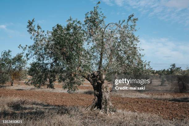 primer plano de un olivo en un campo - primer plano stock-fotos und bilder